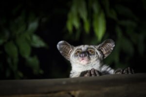 Bushbaby, Großohr-Riesengalago (Otolemur crassicaudatus)