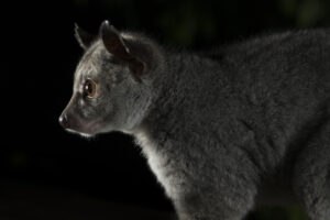 Bushbaby, Großohr-Riesengalago (Otolemur crassicaudatus)