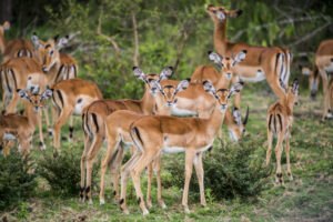 impala