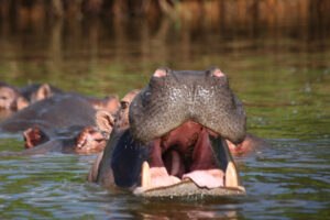 lakemburo4